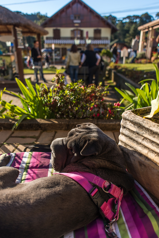 Villa Donna é pet friendly cachorro em Monte Verde