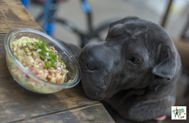 cachorro olhando a comida