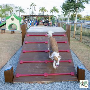 cachorro descendo rampa em parque para cachorro