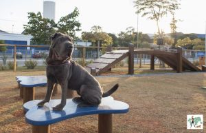 cachorro em cima de banco em parque