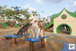 cachorros em parque para cachorros