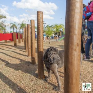 cachorro no Pet Park olhando de lado e para baixo