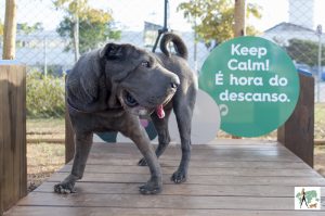 cachorro em parque para cachorro no Pet Park
