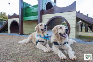 cachorros golden no Pet Park