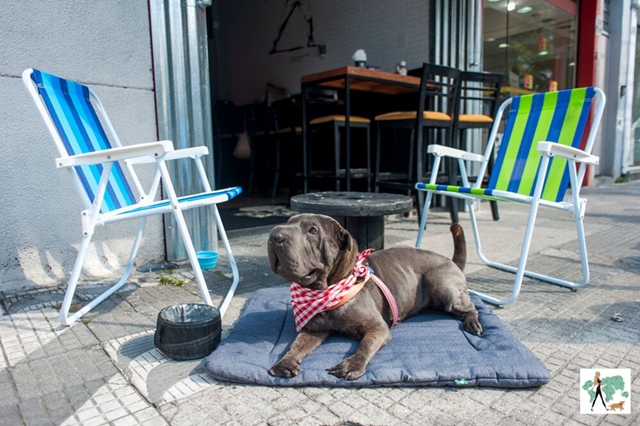 cachorro deitado no colchonete com cadeiras de praia 