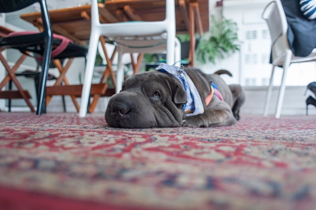 cachorro deitado no tapete 