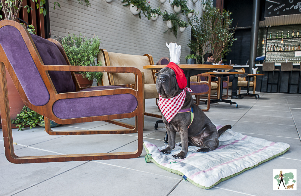 cachorro com boina sentado no colchonete em frente a cadeira no restaurante 