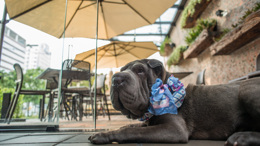 Coco Bambu do Itaim é pet friendly! cachorro deitado na varanda de restaurante