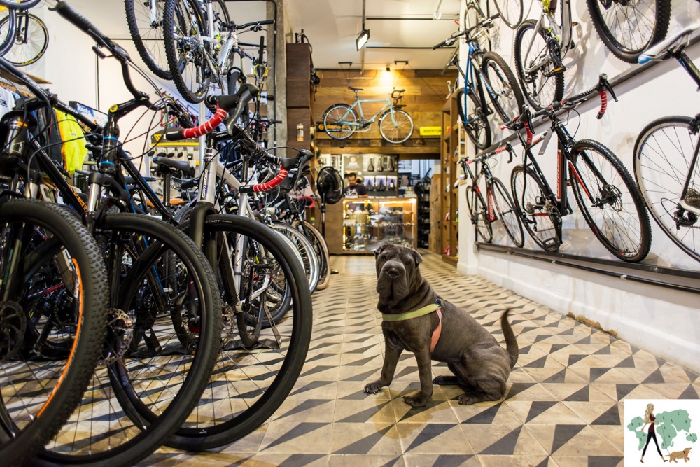 Bike Café pet friendly em Higienópolis cachorro dentro de bicicletaria