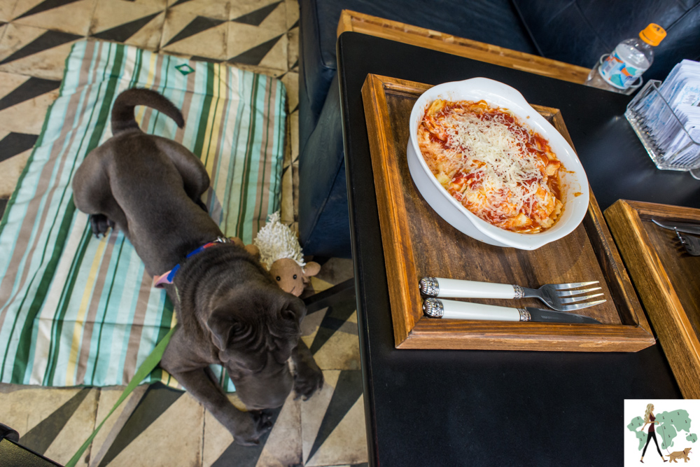 cachorro deitado e prato de massa