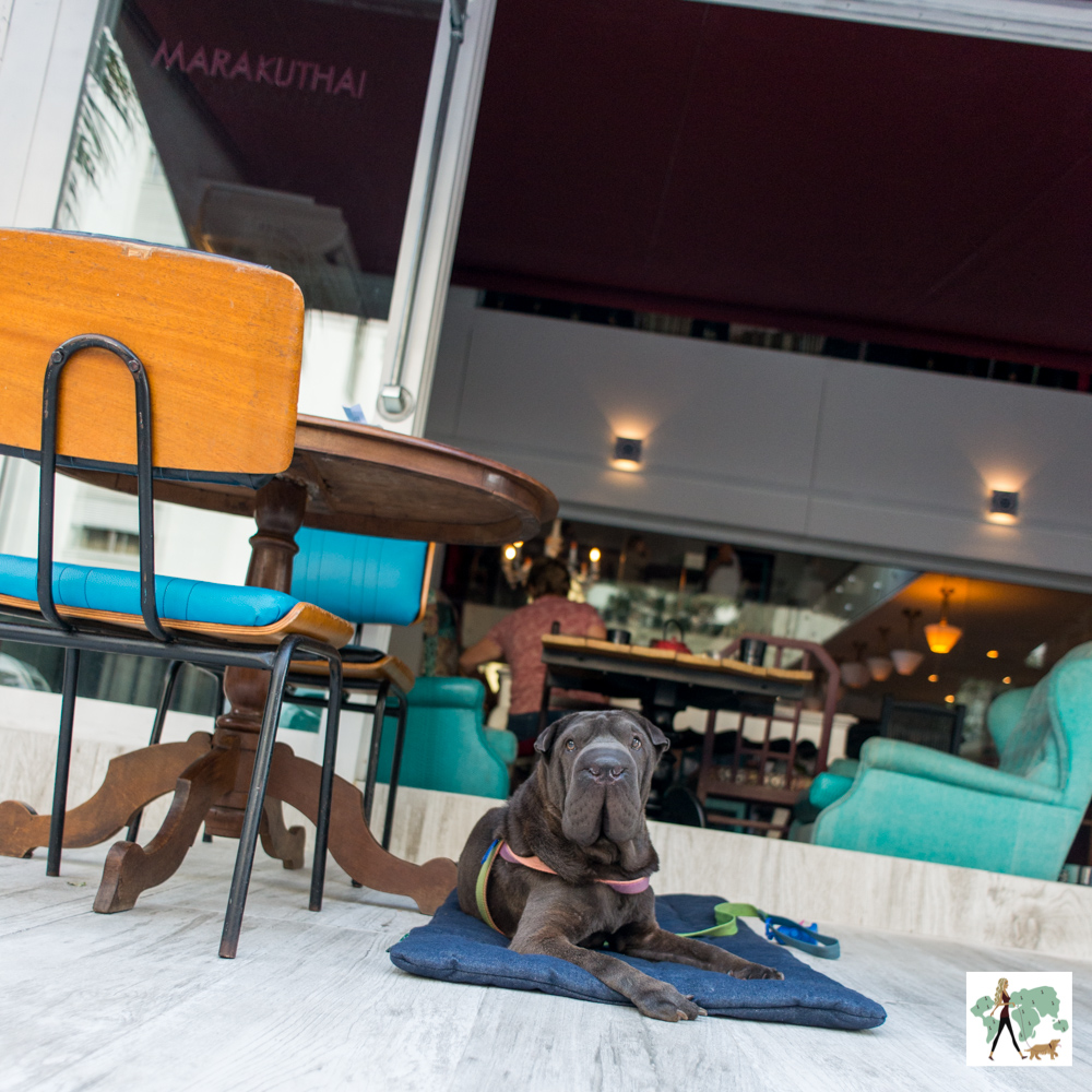 Marakuthai Jardins é pet friendly cachorro sentado na varanda