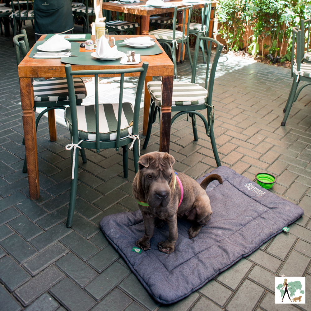 Restaurante Josephine é pet friendly cachorro sentado em cima de almofada em restaurante