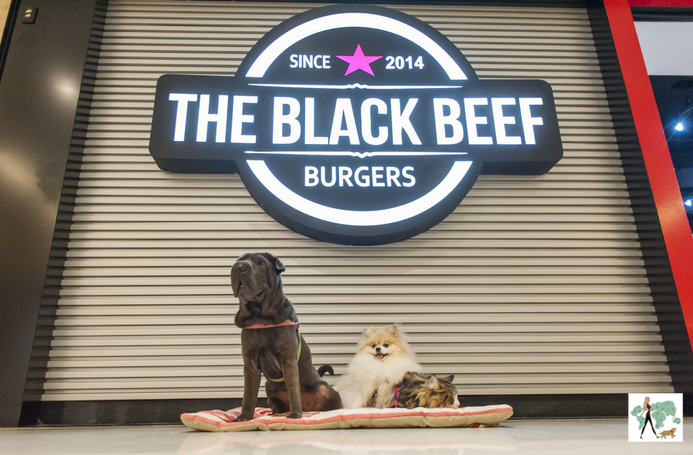 dois cachorro e um gato na frente da fachada de hamburgueria
