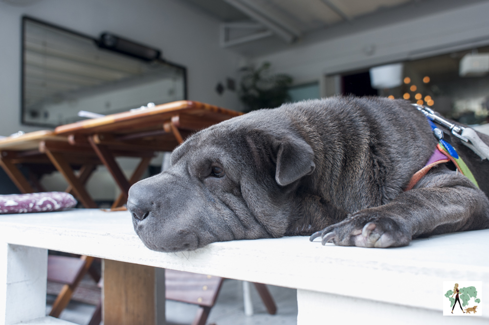 cachorro deitado no deck