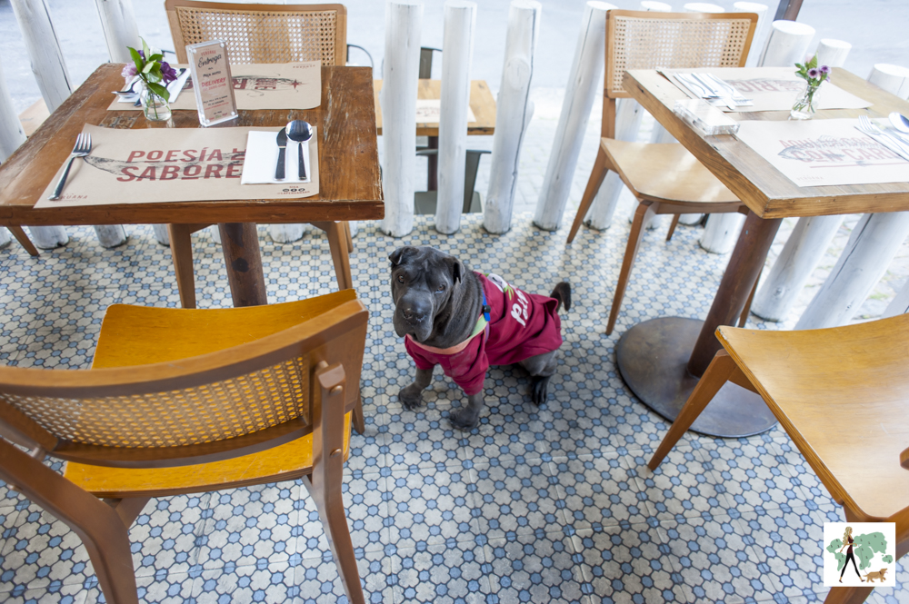 cachorro sentado entre mesas de restaurante