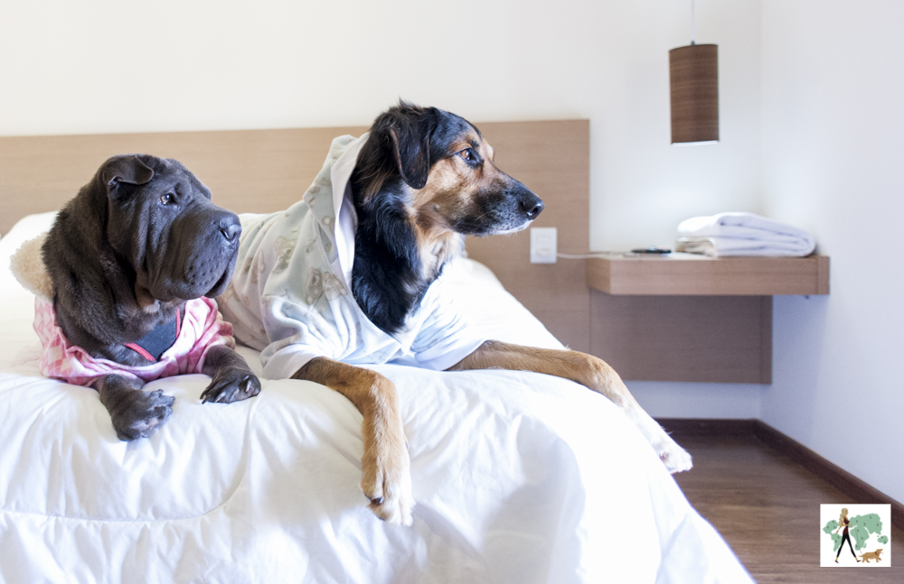 10 hotéis e pousadas pet friendly em SP | Guia Pet Friendly