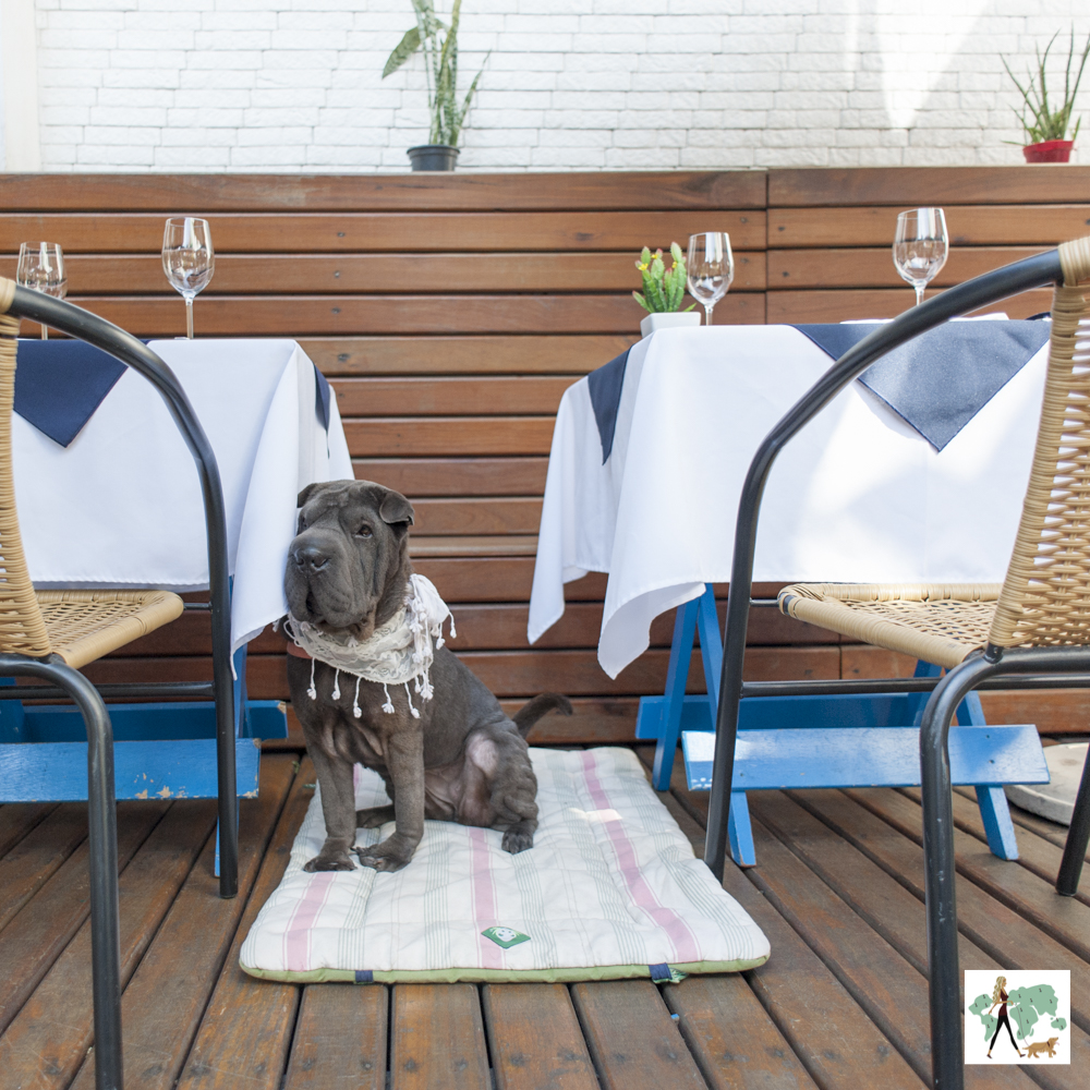 Il Pescatore: pet friendly para dias de sol cachorro sentado entre duas mesas