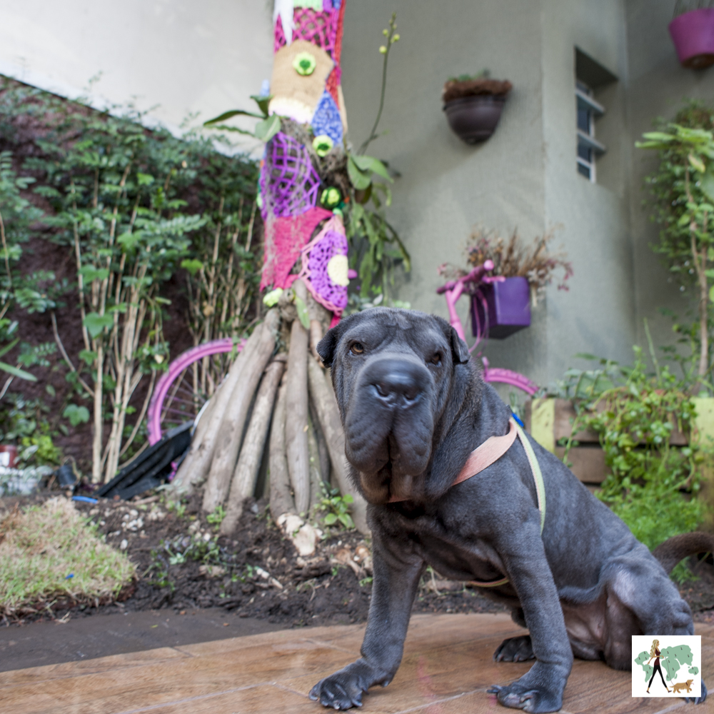 Frutaria Pitaya no Tatuapé é pet friendly cachorro sentando com árvore ao fundo