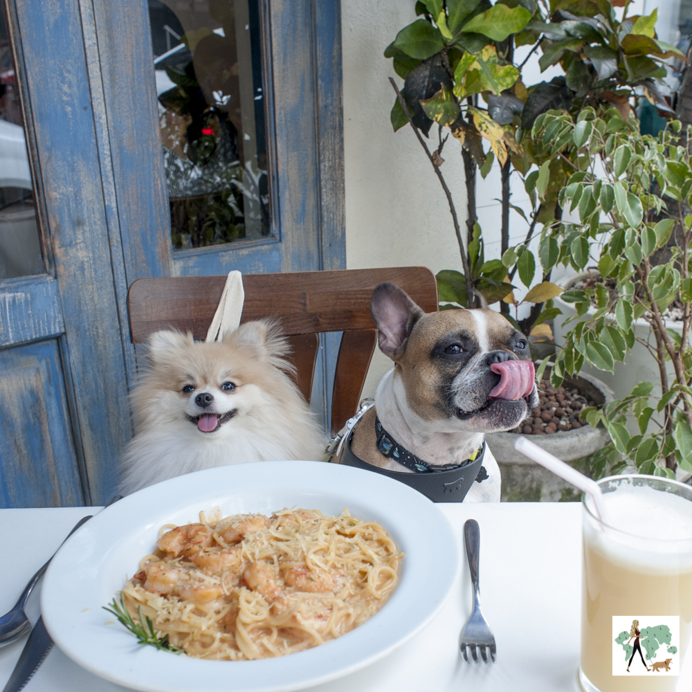 La Pasta Gialla é pet friendly dois cachorros sentados em cima de cadeira e prato de massa em cima da mesa