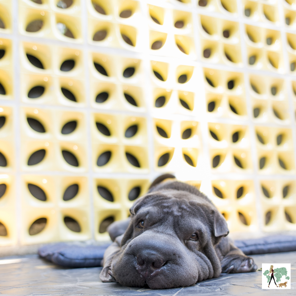 Lanchonete da Cidade dos Jardins é pet friendly cachorro deitado no chão com cobogó ao fundo