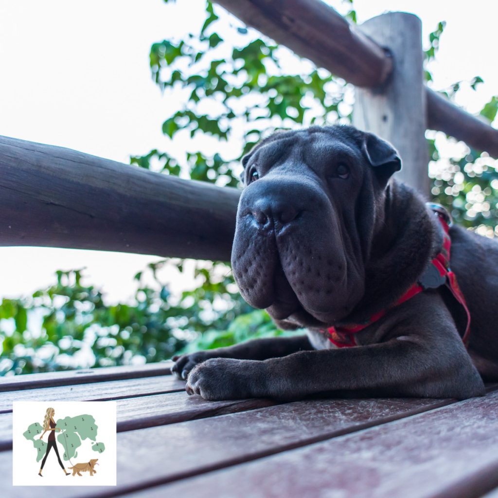 cachorro deitado em deck de madeira