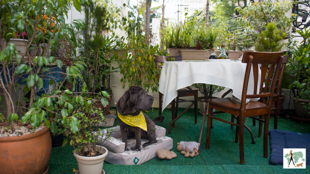 La Pasta Gialla é pet friendly cachorro sentado em cima de caminha ao lado de mesa de restaurante