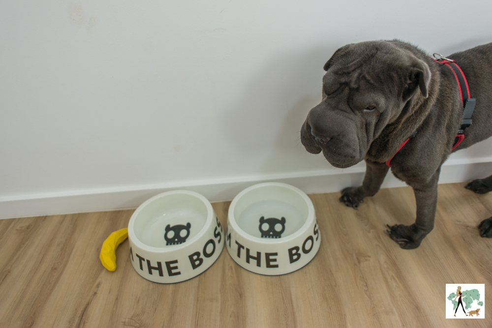 cachorro ao lado de pratos de comida de cachorro