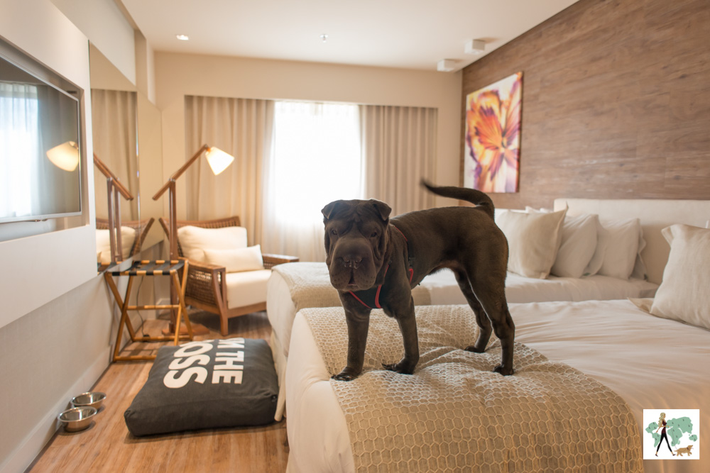 cachorro em cima da cama de hotel