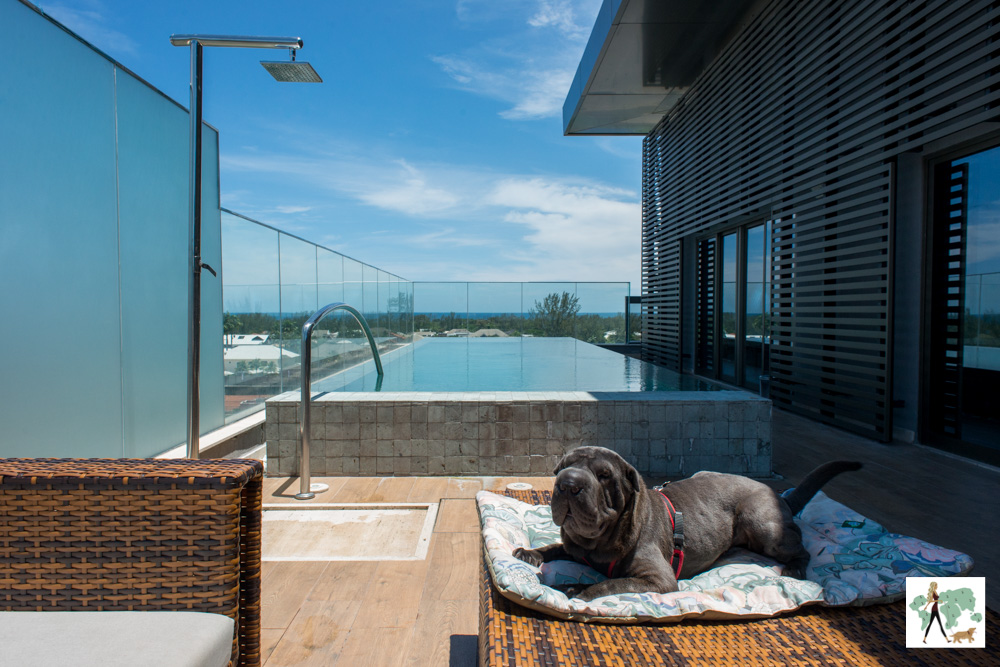 cachorro deitado em cima de almofada com piscina ao fundo