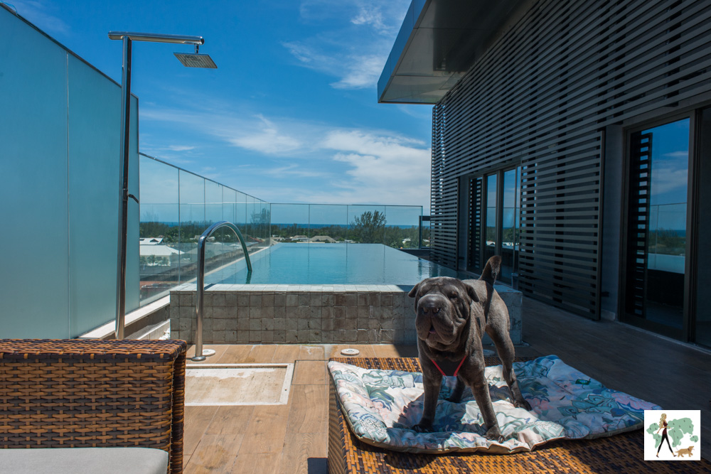 cachorro em cima de almofada ao lado de piscina
