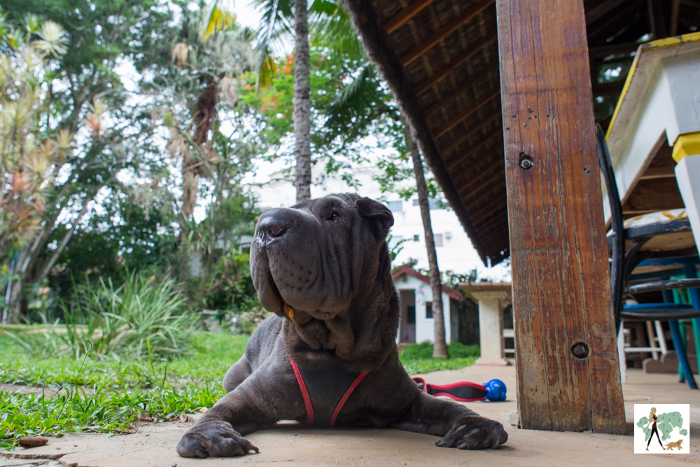 Gugut em Vargem Grande é pet friendly cachorro deitado perto da grama