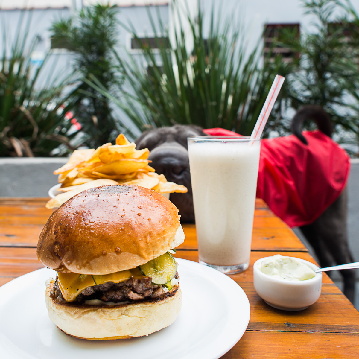 10 hamburguerias pet friendly em SP 10 hamburguerias pet friendly em SP