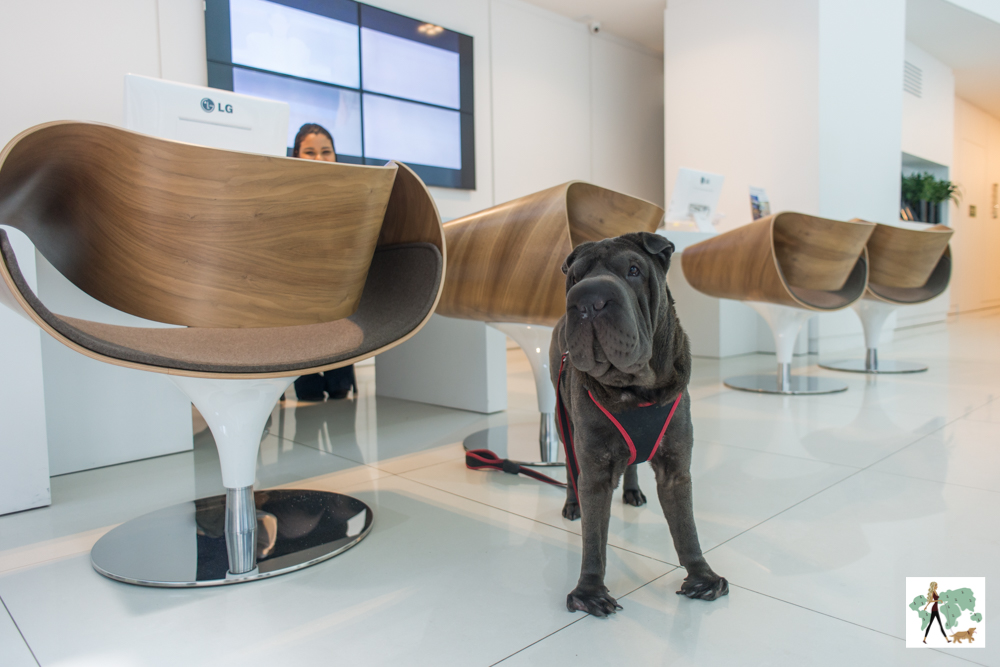 cachorro em pé ao lado de recepção