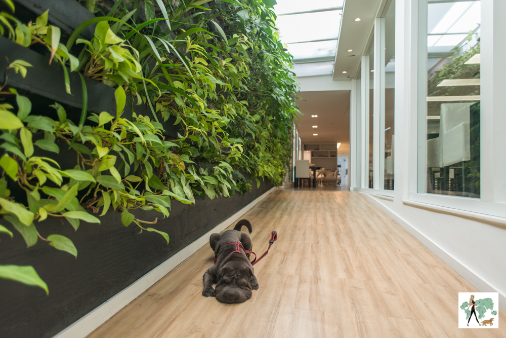 cachorro deitado na rampa de hotel com parede cheia de plantas