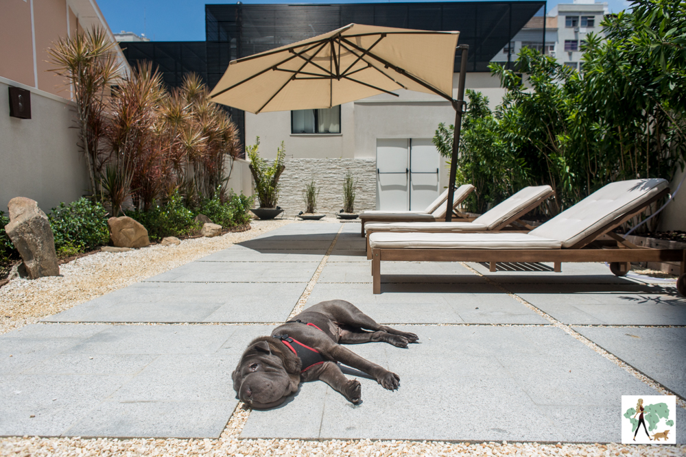 cachorro deitado em jardim tomando sol ao lado de espreguiçadeiras