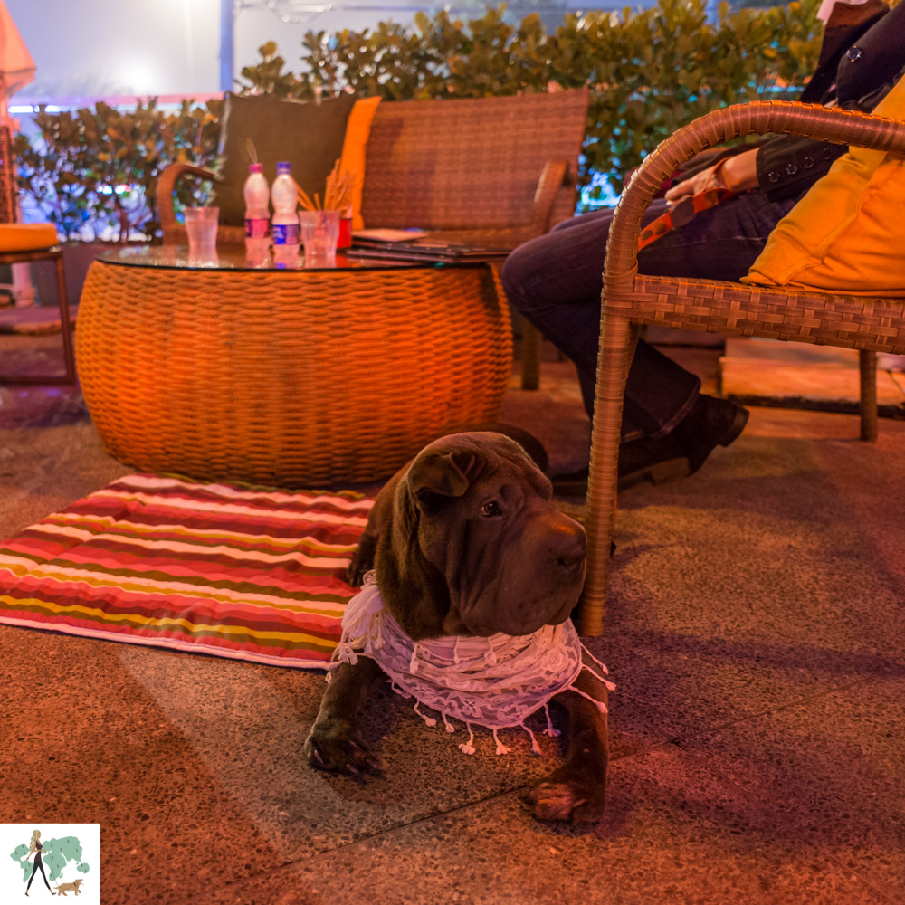 Hollandaise Brasserie na Barra é pet friendly cachorro deitado em restaurante