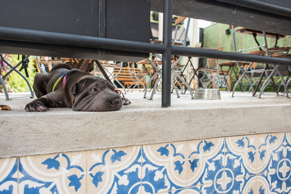 Le Pain Quotidien da Vila Nova Conceição é pet friendly cachorro espiando pelo vão de muro de ferro