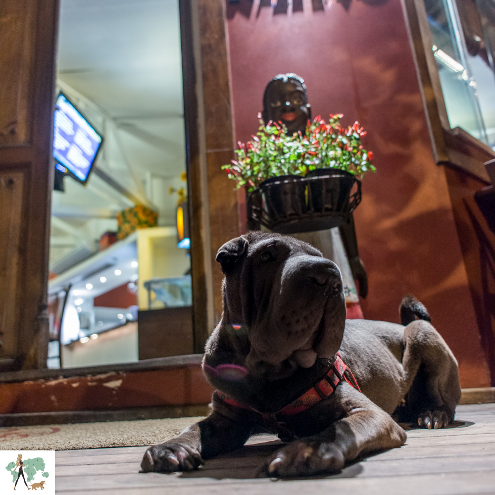 Nativo restaurante é pet friendly cachorro deitado na porta do restaurante