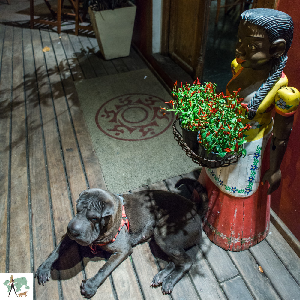 Nativo restaurante é pet friendly cachorro deitado