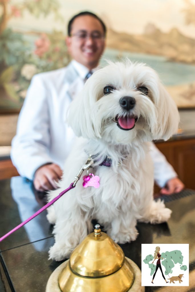 cachorro ao lado de campanhia de hotel com homem ao fundo