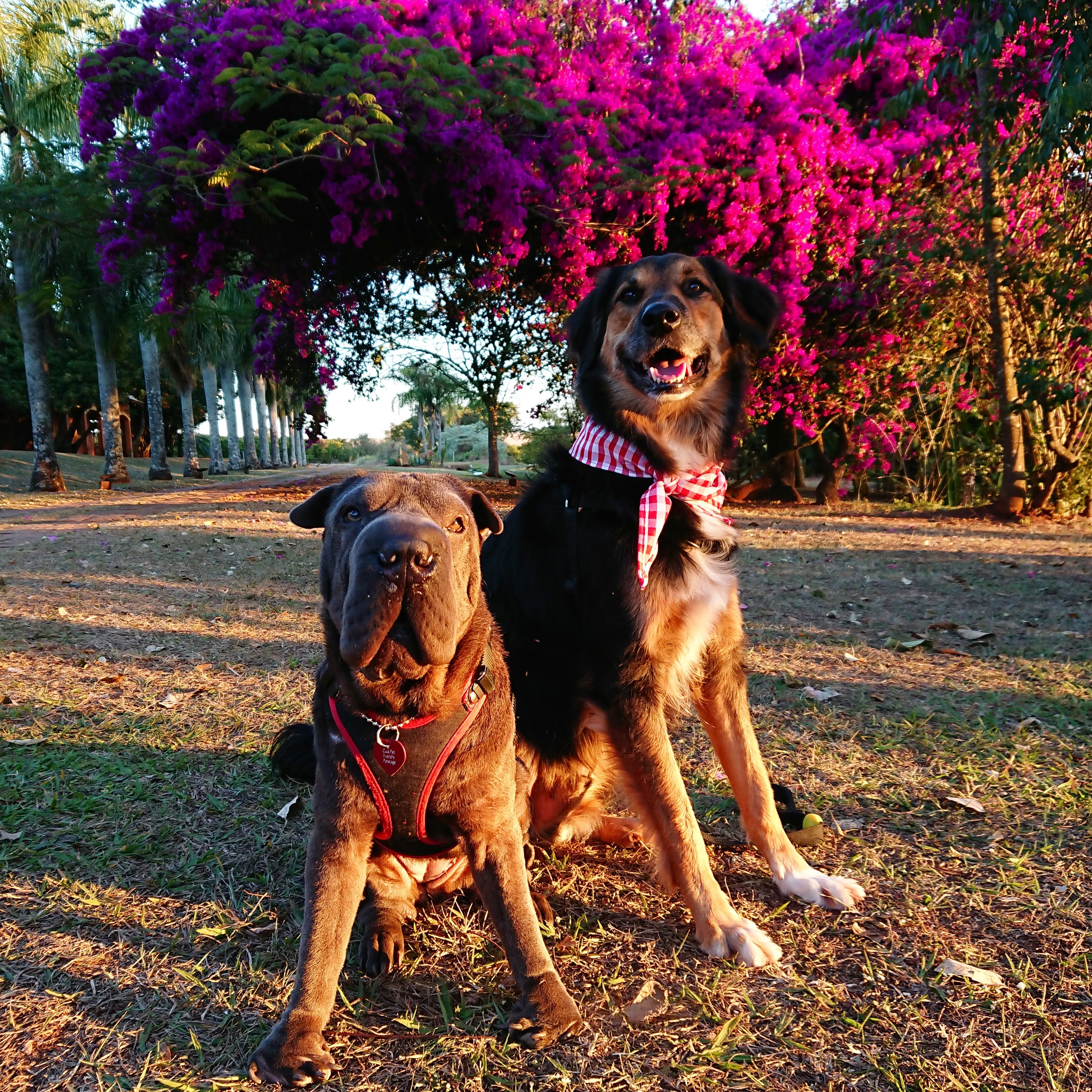 cachorros sentados no gramado com árvore florida atrás