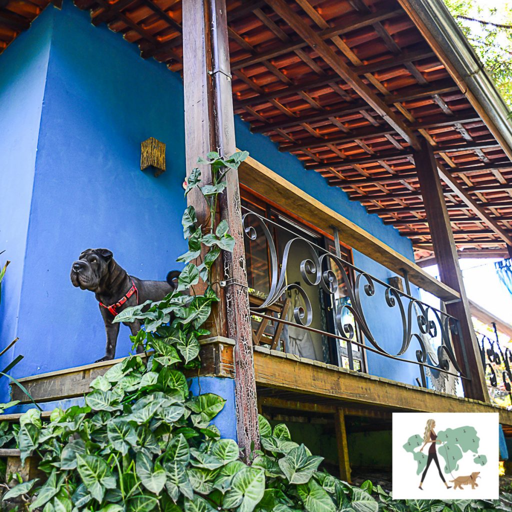 cachorro na varanda de casa com paredes pintadas de azul