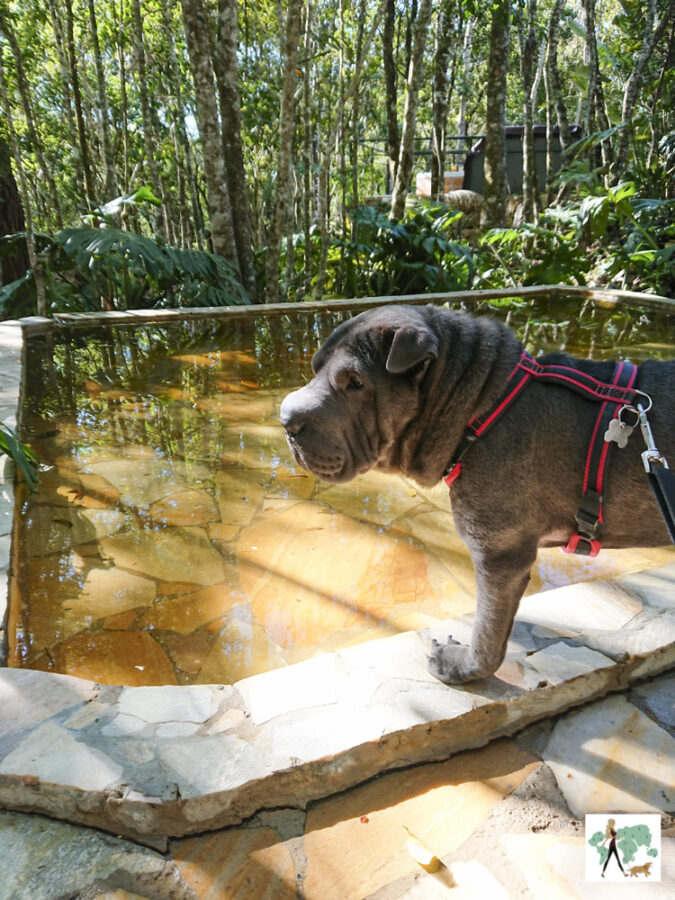 pousada pet friendly no interior de SP