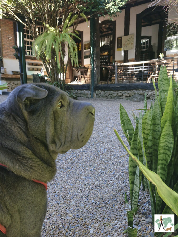 pousada pet friendly no interior de SP