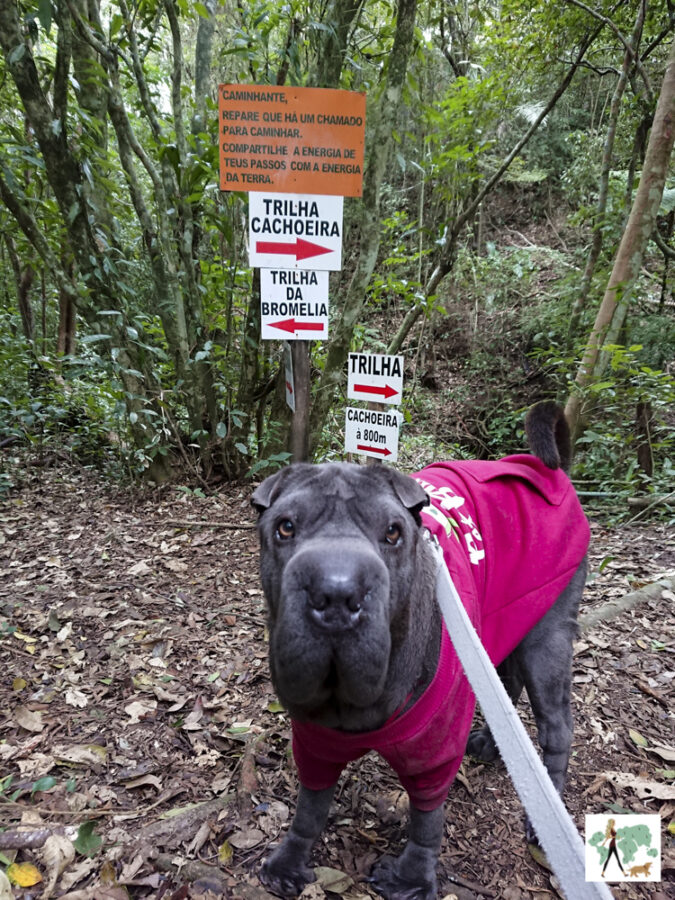 pousada pet friendly no interior de SP
