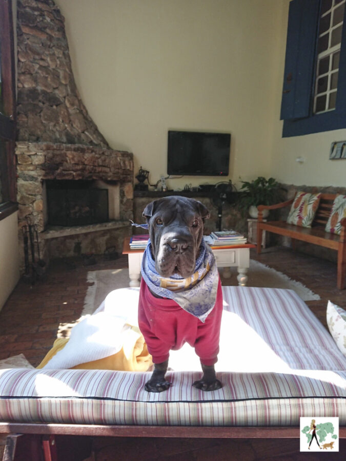 pousada pet friendly no interior de SP