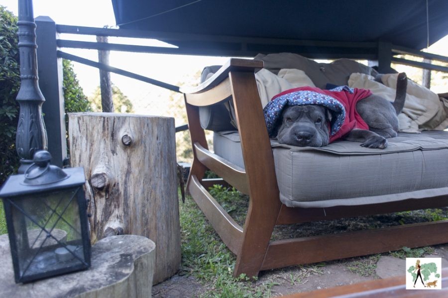 cachorro em cima de sofá