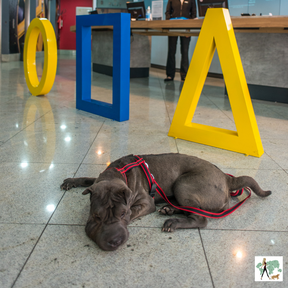 cachorro deitado em lobby de hotel Ibis