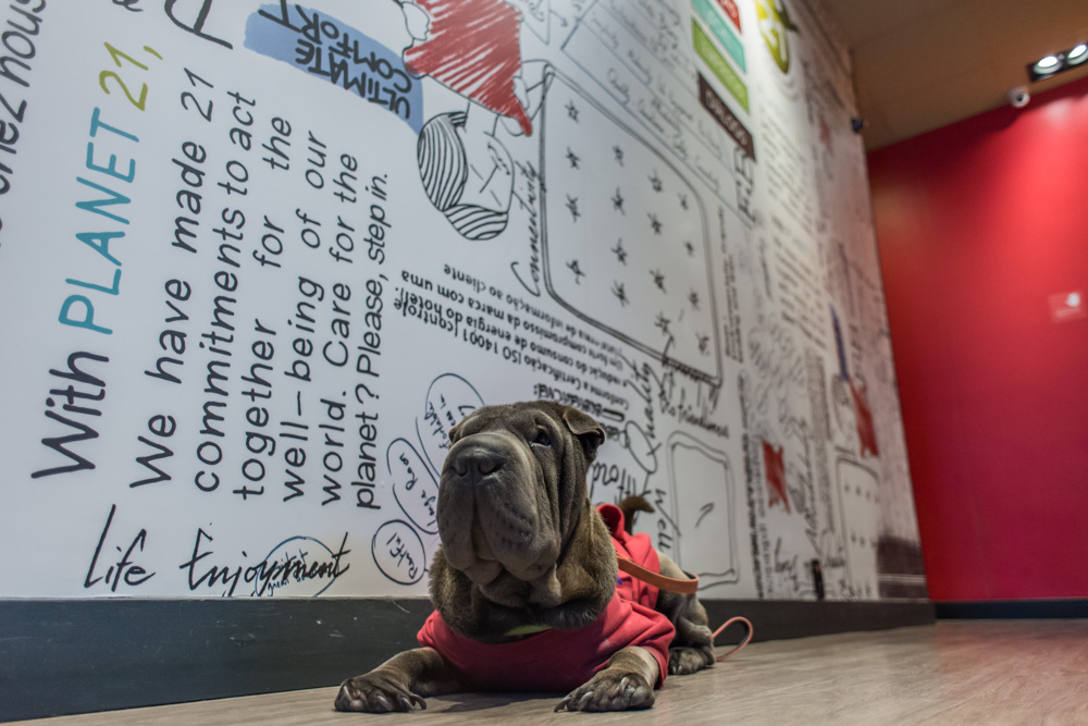 cachorro deitado e parede desenhada atrás