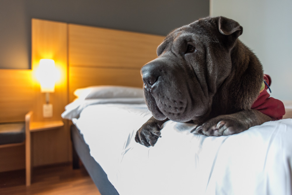 cachorro deitado em cima de cama de hotel